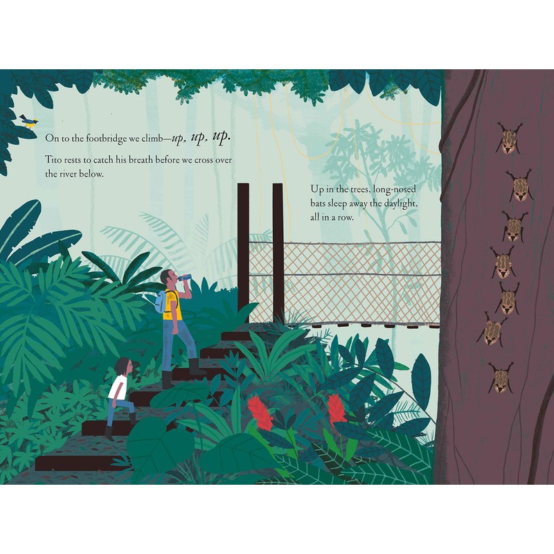 Over and Under the Rainforest