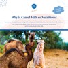 Aadvik Camel Milk Powder | Rich in Calcium for Strong