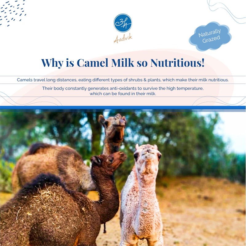 Aadvik Camel Milk Powder | Rich in Calcium for Strong