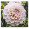Sweet Miss Nathalie Dahlia - 5 Gallon Size Bare Root Tuber