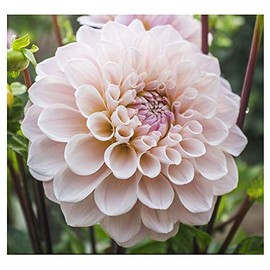 Sweet Miss Nathalie Dahlia - 5 Gallon Size Bare Root Tuber