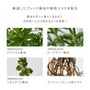 THREE 01 LIKE A FLOWER Essential Scents Treatment, Full Body