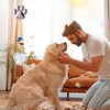 Pet Memorial Gifts for Dogs Cat: Loss of Dog Sympathy