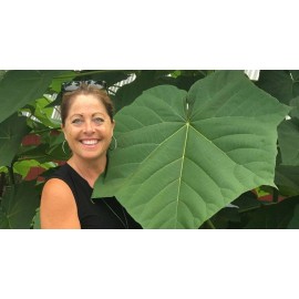 CZ GRAIN 250 Empress Tree Seeds - Fast Growing Hardwood