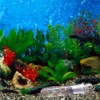 2 Pack Clear Glass Planaria Trap Catch Trap Aquarium Cleaning