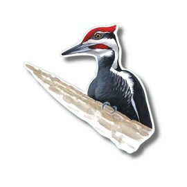 Earth Sky + Water - Pileated Woodpecker - 3.5_ Sticker