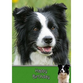 Border Collie Dog Birthday Card