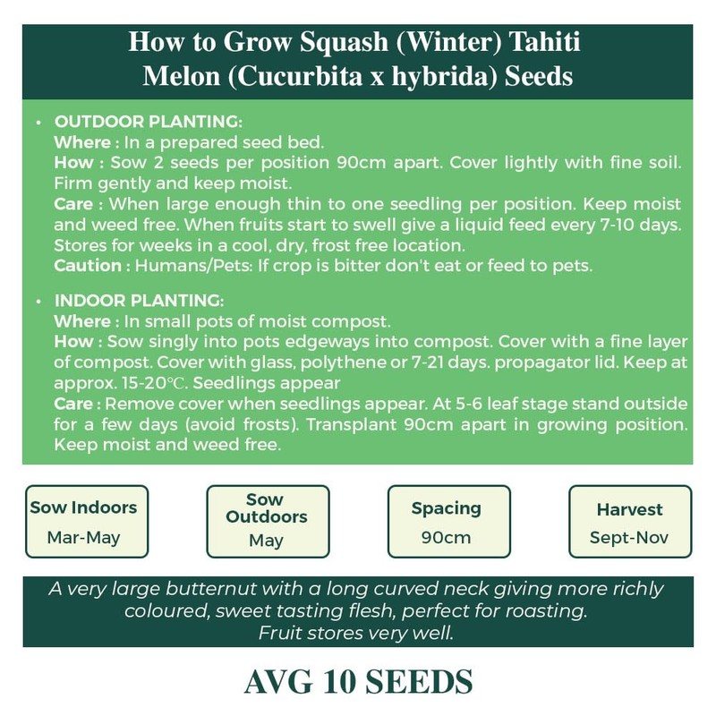 Squash Winter Tahiti Melon Seeds – Popular Large Fruited Type