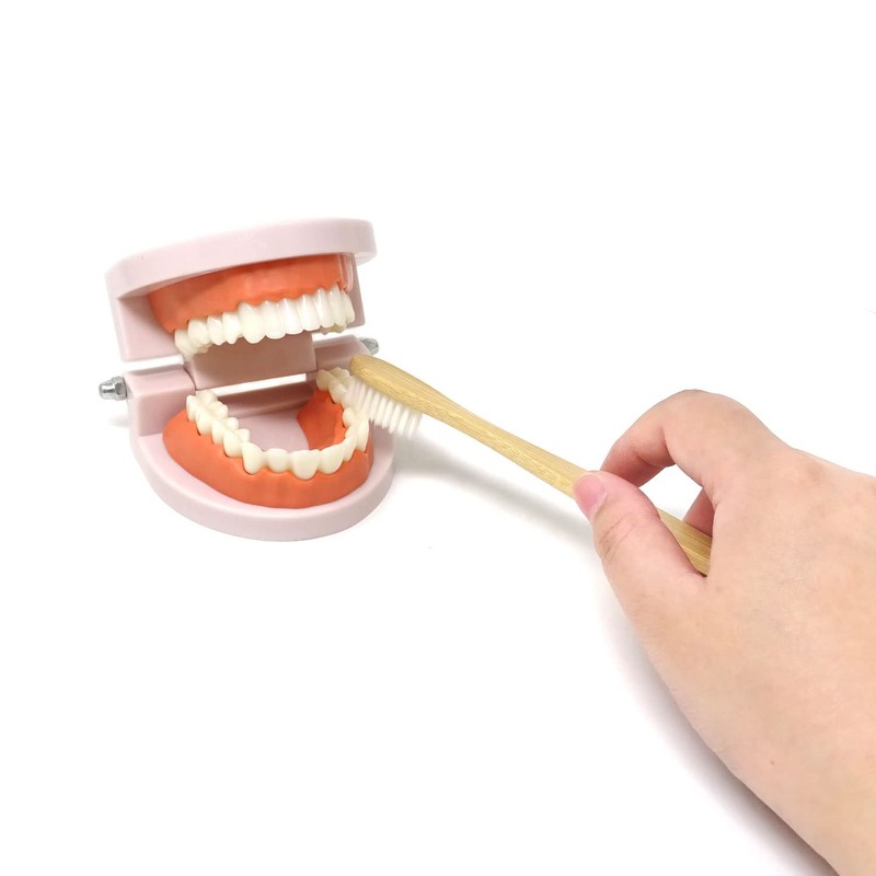 Honbay 1PCS Plastic Standard Teeth Model Adult Mouth Dental Demonstration