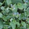 Outsidepride 25 Seeds Oyster Plant Leaf Seeds for Planting Indoors