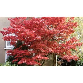 Bloodgood Japanese Maple 2-3' in Height in an ABP Container
