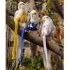 Pet Parrot Bird Harness Leash Adjustable Bird Flying Harness Traction