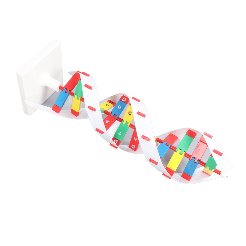 DNA Structure Model Colorful Double Spiral Assemble Model Science Educational