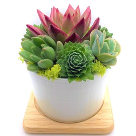 Succulent Plants, Ready to Hang in a White Pottery Pot, Bottom Hole, Thick and Cute Succulent Planting, Gift Present, Bouquet, School Entrance Ceremony, Ceremony, Gift