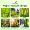 Outsidepride Yellow Sweet Clover Seed - 5 lbs Biennial, Drought-Tolerant,