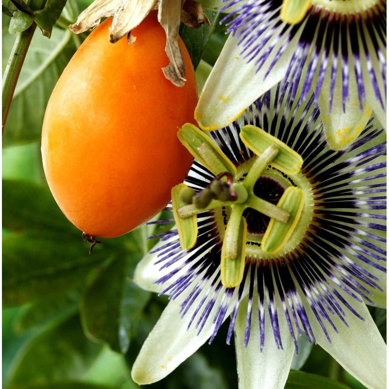 Seeds Yellow Passion Fruit 10+ Seeds to Grow Exotic Plant