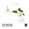 Umbra showcase wall shelf
