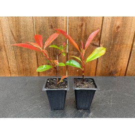 2 Red Tip Photinia/Photinia x Fraseri, Thriving in Extra Deep Nursery Cubes