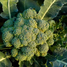 TomorrowSeeds - Waltham 29 Broccoli Seeds - 1000+ Count - for 2025 Planting Long-Stem Cold Hardy USA Garden Vegetable Green Sprouting Calabrese Non-GMO Heirloom Grow Your Own Home Farm Patio Healthy