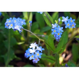 Chinese Forget-Me-Not Flower Seeds, 300 Heirloom FlowerSeeds Per Packet, Non GMO Seeds, Cynoglossum Amabile
