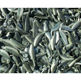 ALL AMERICAN Tournament Quality Soft Plastic Baits 25ct THREADFIN SHAD 3" SASSY SWIMBAITS SHADS Bass Fishing Baits Saltwater Lures