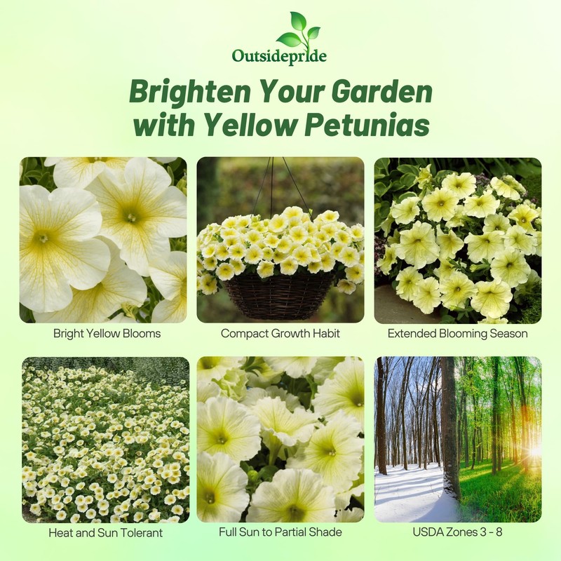 Outsidepride Yellow Petunia Grandiflora Seeds - 500 Pcs. Annual, Compact