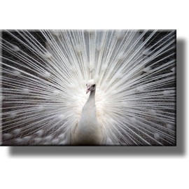 White Peacock Picture on Stretched Canvas, Wall Art Décor, Ready to Hang!