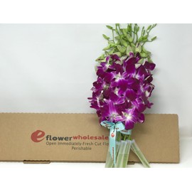 eflowerwholesale - Premium Cut Purple Orchids (10 stems without Vase) (Support Small Business)