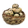 Egg Shell Opener Quail Egg Scissors, Precision Quail Egg Cutter