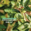 Organic Ashwagandha KSM-66® 1650mg - 5% Withanolides - Black Pepper