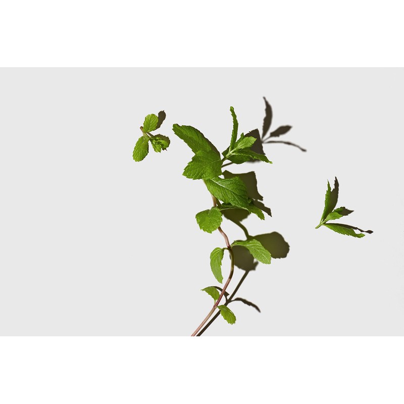 LATHER Mint Thyme Crème Rinse 8 oz