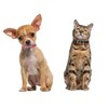 Small Dog Collar with Bell, Synthetic Leather Pu Basic Cat