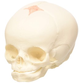 3B Scientific A25 Skull Model of the Fetus Natural Casting 30th Week Pregnancy + Free Anatomy App - 3B Smart Anatomy