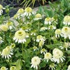 Double White Coneflower Seeds Perennial Fragrant Cut Flowers Drought Tolerant
