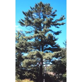 Pinus strobus: Eastern White Pine Seeds