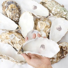 LARDUX 12PCS Oyster Shells for Crafts, 6"-7" X-Large Natural Sea Oyster Shells Bulk for Crafting Painting, Home Decor Vase Filler, DIY Arts with 6 PCS Decoupage Paper Napkin (X-Large Size)