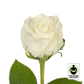 Bloomingmore Flowers, 50 Farm Fresh Fair Trade White Roses, 50 cm