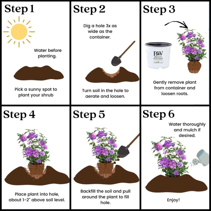 2 Gallon Proven Winners Hibiscus Dark Lavender Chiffon Shrub