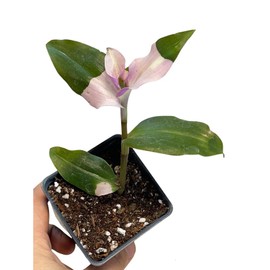 FOLIAGEMS Live Plants from USKC (2.6"W*3.4"H Pot) (Tradescantia Blushing Bride)