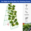 Hourleey 48" x 16" Cucumber Trellis, Foldable Frame Metal Garden