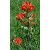Buy Rare Seeds Castilleja coccinea | Scarlet Indian Paintbrush |
