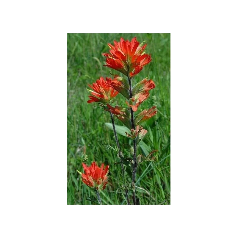 Buy Rare Seeds Castilleja coccinea | Scarlet Indian Paintbrush |