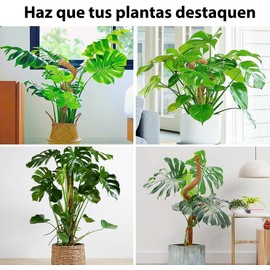 4 Pcs Tutor para Plantas,con 4 Rollo Bridas Cables / 4 Rollo Cuerda de Yute,Poste de Musgo Flexible para Plantas Monstera,60cm Varillas de Musgo Flexibles,Tutor para Plantas Trepadoras,Columpio.