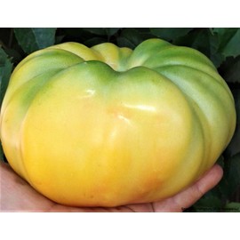 Seeds4planting - Seeds Snow Great White Beefsteak Tomato Giant Heirloom Vegetable Non GMO