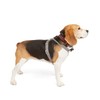 Reddy Grey Reflective Dog Harness, Medium
