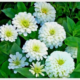 Little Seed Store 125+WHITE ZINNIA Flower Seeds Summer Flowering Annual Cut Flowers Garden Easy