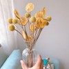 Preserved Lemon，Dried Lemon Slices，500g/17.6oz Individual Packs 100% Natural Premium Quality，Add