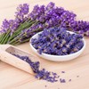 Seeds Lavender Herbs Garden for Planting Non GMO