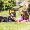 RYPET Turkey Dog Headband - Dog Thanksgiving Costume for Medium