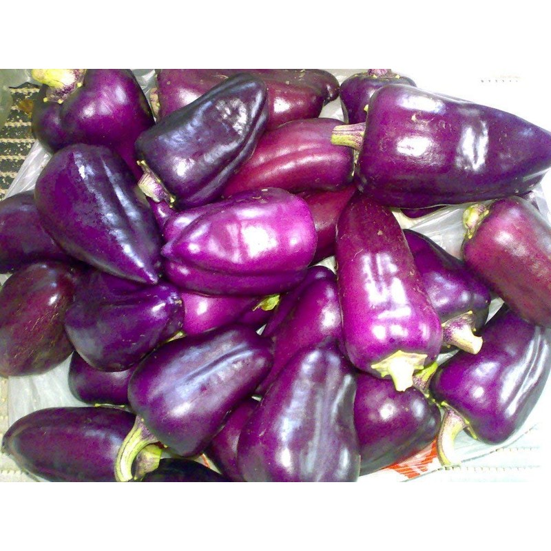 CEMEHA SEEDS Sweet Bell Pepper Purple Vegetable Heirloom Organic Non-GMO